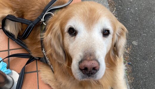 セブン犬のハロさんが11歳になりました