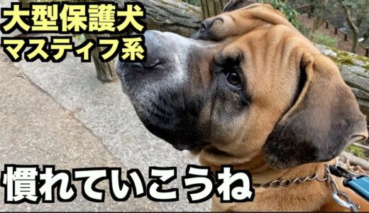 大型マスティフ系保護犬・我が家で過ごす習慣を覚えよう【5日目】