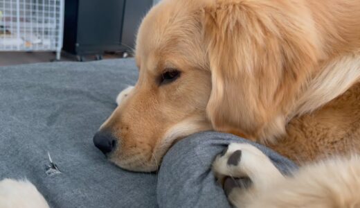 布団カバーを破ってしまった犬に、問い詰めた結果・・・