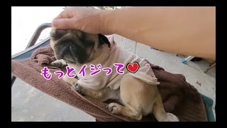 愛犬のドMっぷりが可愛すぎた パグ犬ぷぅPug