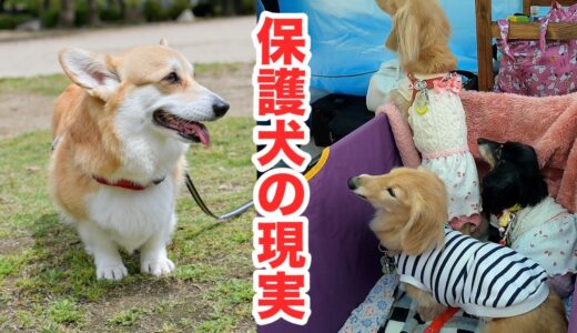 保護犬の悲しい習慣に直面しました。We faced the sad habit of protected dogs.