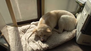 【秋田犬ゆうき】朝の日差し＋飼い主のなでなで＝極楽な時間が訪れます♪【akita dog】