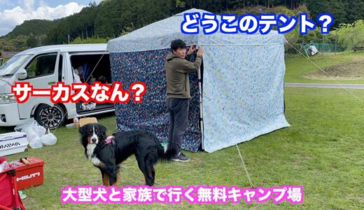 【犬とお出かけ】小舟キャンプ場でキャンプする　バーニーズマウンテンドッグ　 bernese mountain dog