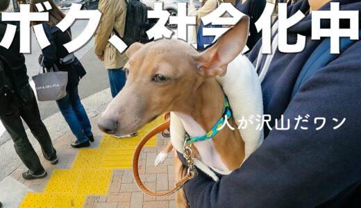 保護犬子犬、初めての人混みデビュー。【Day7】