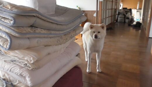 【秋田犬ゆうき】我家にある開かずの扉が数年ぶりに解き放たれました【akita dog】