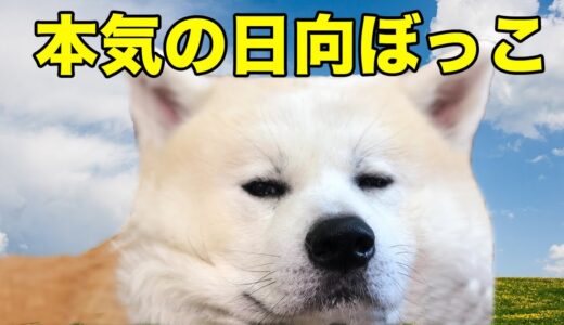 本気出します！日向ぼっこは任せろ♪秋田犬そうすけ秘儀【VLOG】