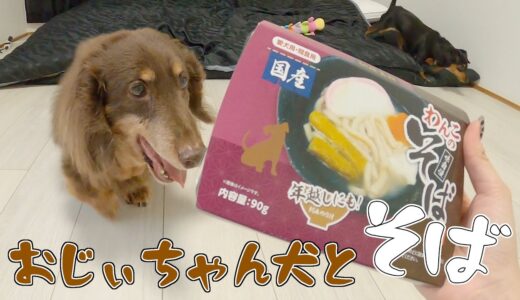 初めてそばを食べたシニア犬の反応がコチラ