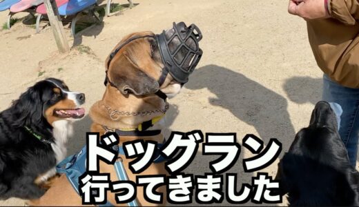 保護犬ロイくん初めてのドッグラン