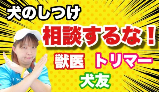 【犬のしつけ】困ったときに相談するのは誰？やめておいたほうが良い人たち