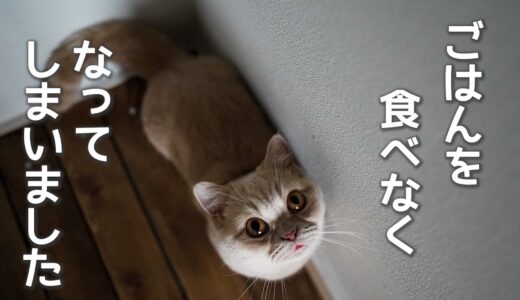 【トラブル発生】泣き叫び、ご飯を食べない猫、原因は犬でした【コーギー】【マンチカン】