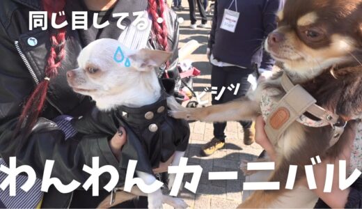 【爆笑】犬見知りのチワワが相手によって態度を変えてきた『わんわんカーニバル2021』