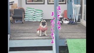 季節外れの寒さで散歩ストライキを決行するパグ犬ぷぅPug