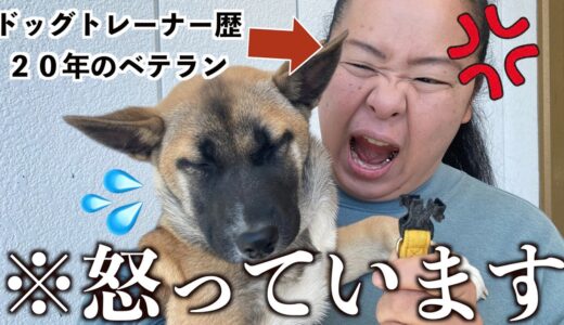 元保護犬、はじめてのイタズラの内容が…そりゃ飼い主も泣くわ。。