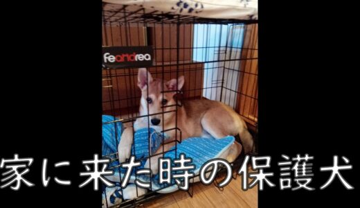 保護犬が過保護犬に　ワンジローの一番古い映像