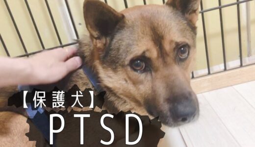 【保護犬預かりvlog】PTSD とトラウマについて