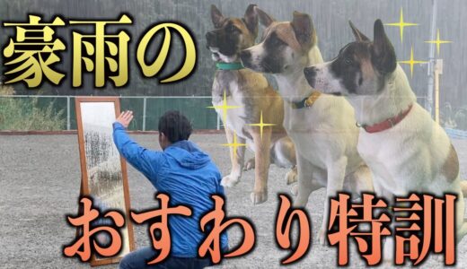 プロが保護犬に「おすわり」を本気で教えます…でもマネしないでください。