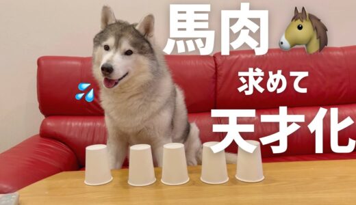 天才犬がよくやるやつを検証してみたら結果がまぁまぁ衝撃すぎた…‼︎‼︎