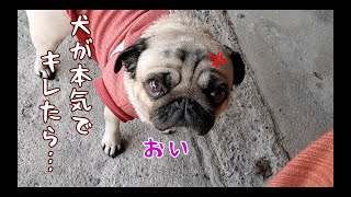 ぷぅを本気で怒らせてしまいました… パグ犬ぷぅPug