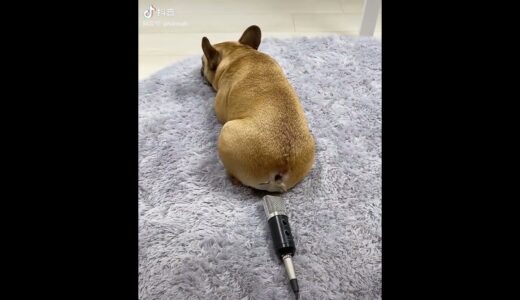 自分の屁に驚く犬が可愛くてやばい