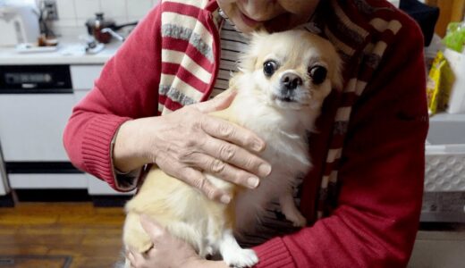 犬（チワワ）が久しぶりに母と再会し興奮が止まらない姿がこちら