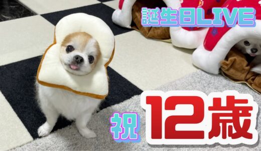 【犬の誕生日】チワワのチョッピさん4月20日で12歳を迎える事が出来ました☺