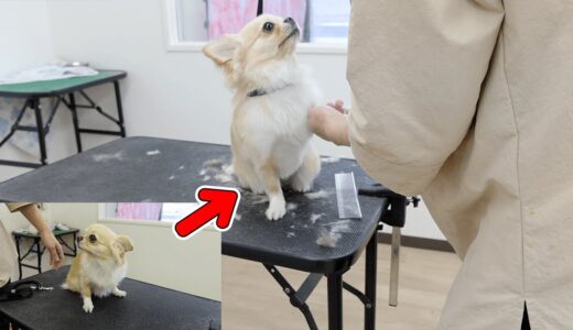 犬（チワワ）が久しぶりのトリミングで震えていたのに一変する姿がこちら