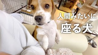 犬っぽくないビーグル。どうすれば可愛いか熟知してる