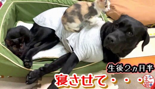 【猫　子猫　保護猫】子猫は大型犬が大好き♪