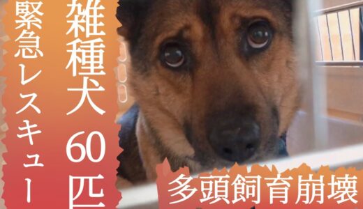 【保護犬vlog】多頭飼育崩壊　雑種犬60匹緊急レスキュー