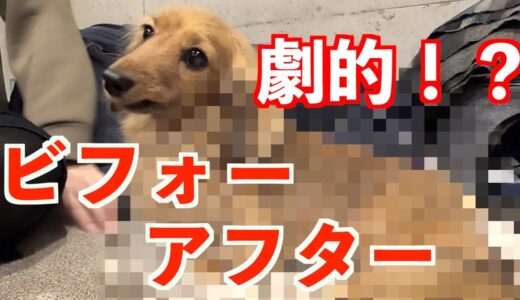 【元保護犬】久しぶりのすっきりカットで生まれ変わった愛犬がこちらです#81【カニンヘンダックスえびすの日常】