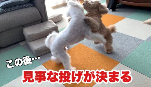 じゃれ合い中 綺麗に背負い投げをされる犬 トイプードル/マルプー