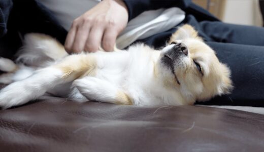 犬（チワワ）が飼い主とくっついてないと落ち着いて寝れない姿が可愛すぎるw