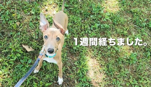 1週間でトイレ完璧な保護犬子犬。春のお散歩。【Day8】