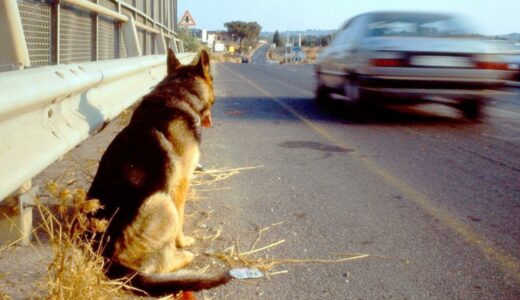 犬は飼い主をもう11年も待っています。一体、何が起きたのでしょう・・・？