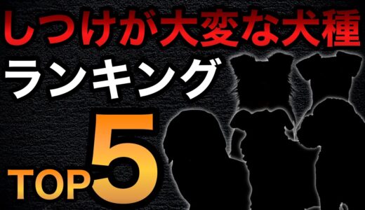 【しつけが大変な犬種ランキングTOP５】１位は意外なあの犬種！？ペットショップ店長が解説します！