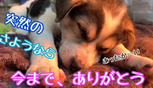 【一時保護犬との突然のお別れ😢】いつも沢山の笑顔と癒しをくれた野犬の子犬マーブル🌸今まで、本当にありがとう💕