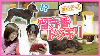 【どっきり】お留守番中の犬にドッグカメラで話しかけてみた結果www【チワックス ぷんた】