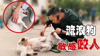 第三集丨田园犬究竟经历了什么？纠正后越来越想咬人，感觉身体都僵硬了【犬道app】