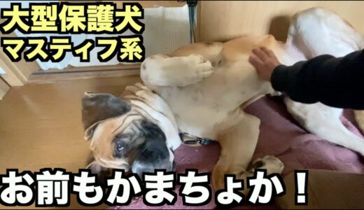 大型マスティフ系保護犬・ロイ！お前もか！【6日目】