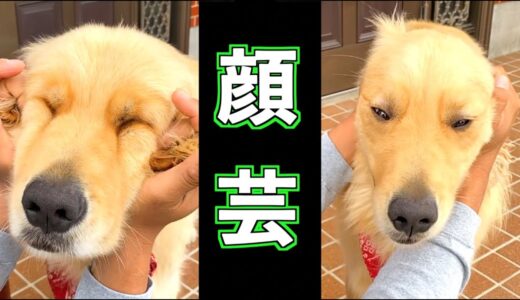 いろんな犬種になれる？！レトリバーまる