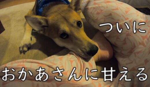 やっと甘え方がわかった元保護犬