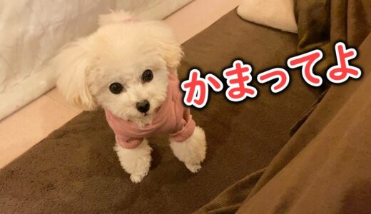 飼い主にかまって欲しくて頑張る犬