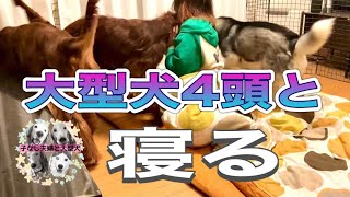 甘える大型犬4頭と寝てみたいと思ってる方こちらを見て下さい。考えが変わると思います