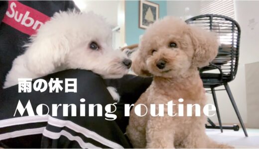 【モーニングルーティン】家族５人＋犬２匹 多頭飼いの休日の朝/vlog トイプードル/マルプー