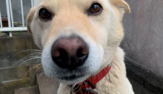 ナデナデが好き白い犬とカリカリご飯食べる猫