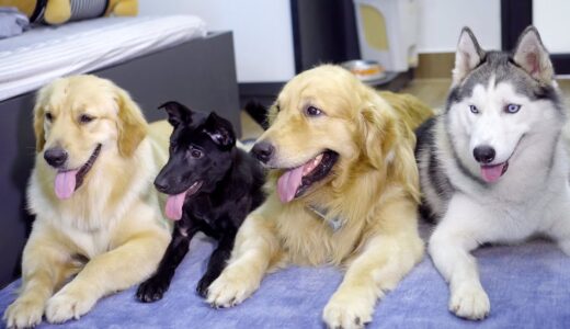 優しい先住の犬に囲まれていつも笑顔している保護子犬のデンちゃん・優しいハスキーとゴールデンレトリバー