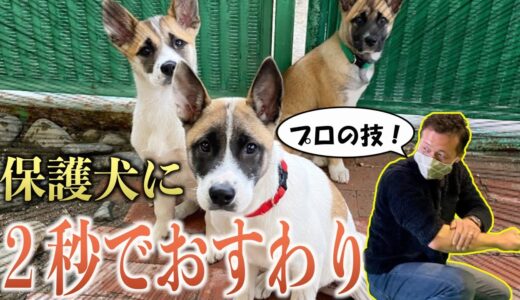 保護犬は頭がいいから「おすわり」なんて２秒で教えられるっしょ。