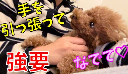 手を引っ張って撫でるのを強要する犬【トイプードル rosie】