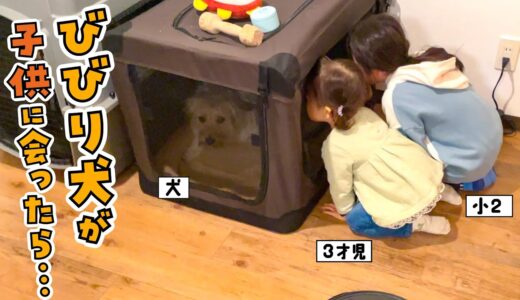 【犬とこども】3才児に初めて会ったモジャ犬姉妹