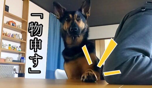 文句を言いながらふて寝するシェパード犬【German Shepherd】 My Dog Sulks In Bed While Complaining